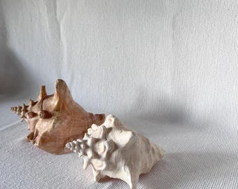 Vintage Large Beautiful Shell, Big Crab Shell, Large Ocean Shell, Sea Shell Treasure, Natural Seashells, Sea Shell, Wedding Sea Decoration