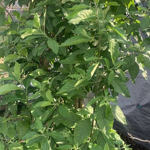 Fresh Bitter Leaf (1 pound)