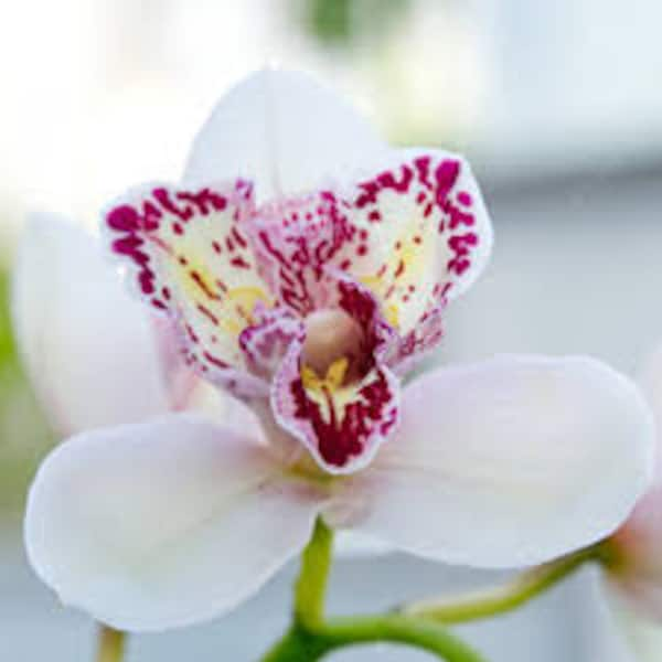 CYMBIDIUM ORCHID Flower Essence