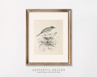 Printable Bird Wall art | Antique Nursery print | Digital Download | Classic Digital Art | Printable Drawing Art | Vintage Sketch | DR_45