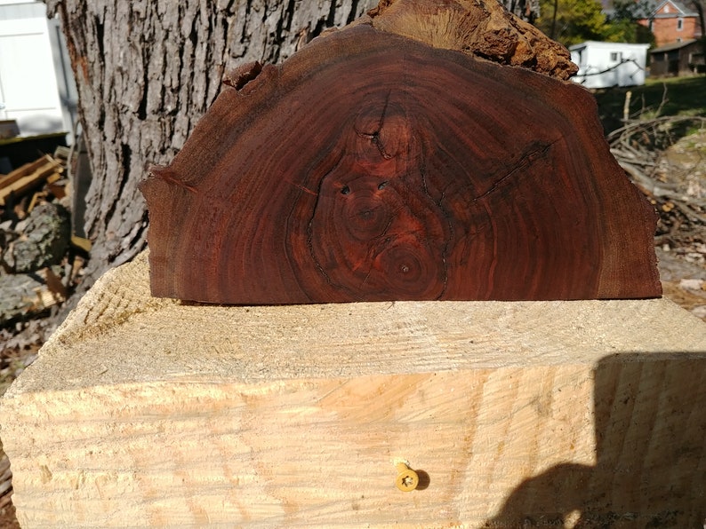 Walnut half round finished with boiled linseed oil Etsy