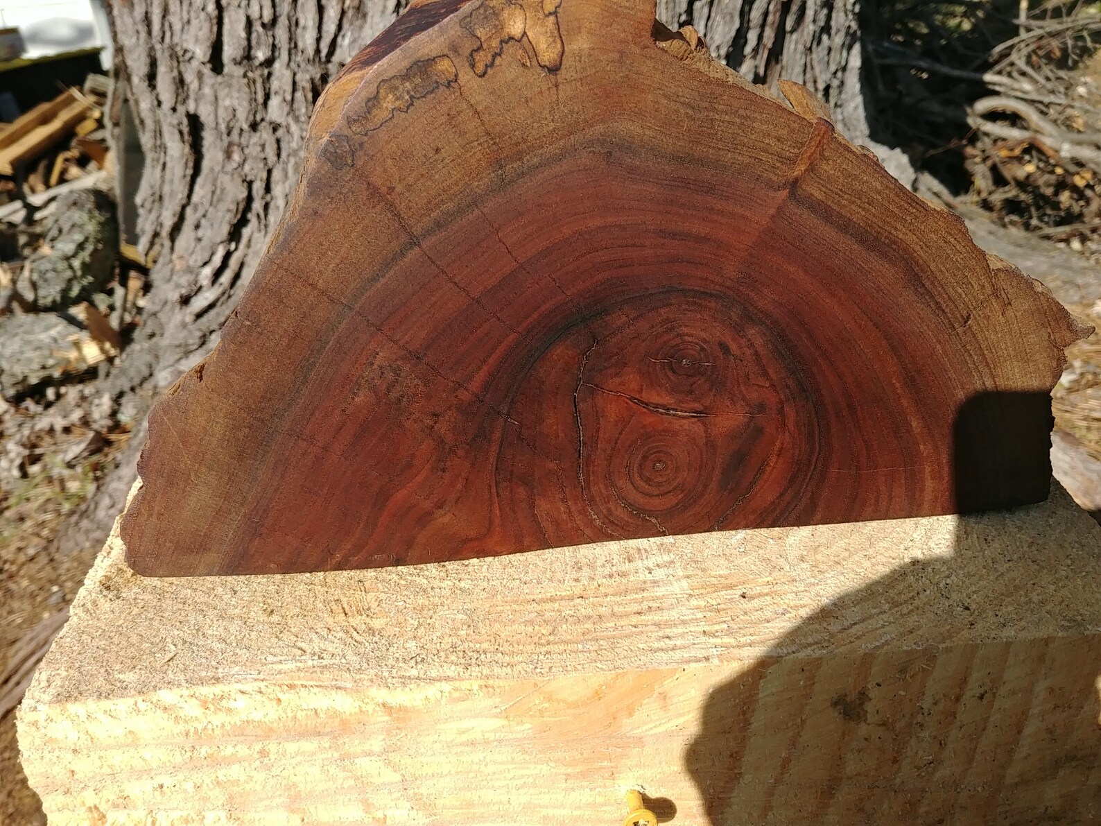 Walnut half round finished with boiled linseed oil Etsy