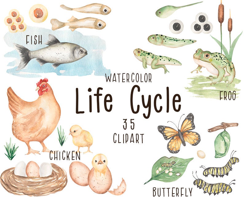 Animal Life Cycle Clipart Watercolor Chicken Fish Frog Etsy