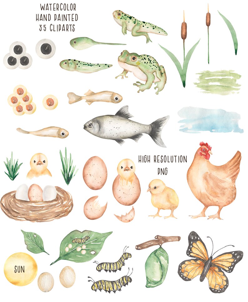 Animal Life Cycle Clipart Watercolor Chicken Fish Frog Etsy