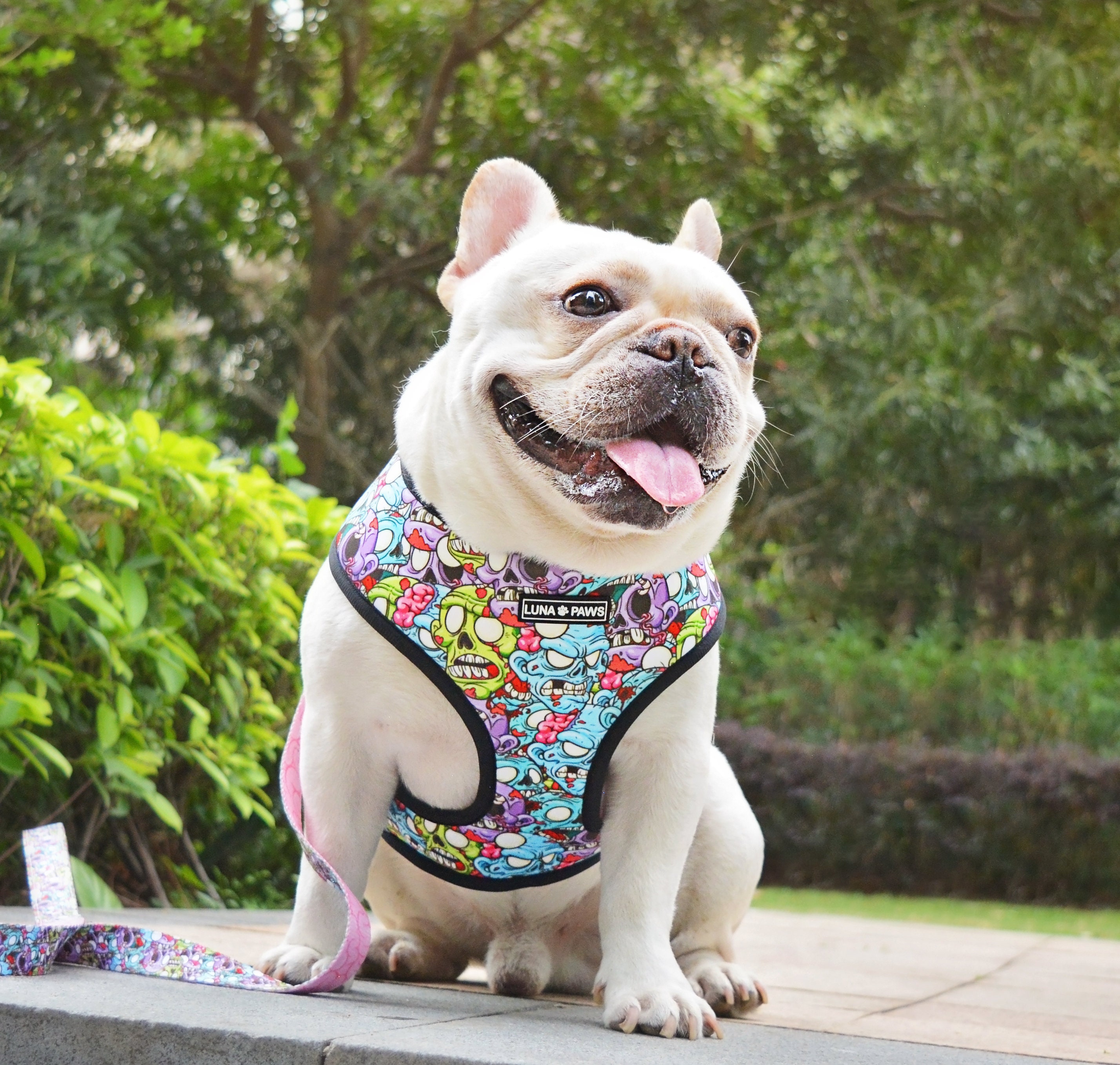 Paws clothes clearance