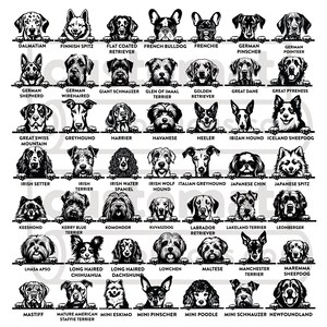 K&ouml;nnte beinhalten: Schwarz-Wei&szlig;-Illustration verschiedener Hunderassen, darunter Dalmatiner, Franz&ouml;sische Bulldogge und Golden Retriever. Jeder Hund ist mit seinem Rassennamen beschriftet, ideal f&uuml;r Hundeliebhaber und Z&uuml;chter.