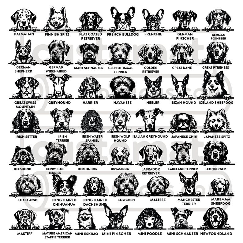 K&ouml;nnte beinhalten: Schwarz-Wei&szlig;-Illustration verschiedener Hunderassen, darunter Dalmatiner, Franz&ouml;sische Bulldogge und Golden Retriever. Jeder Hund ist mit seinem Rassennamen beschriftet, ideal f&uuml;r Hundeliebhaber und Z&uuml;chter.