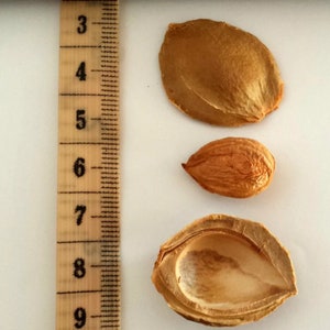 Raw Organic Bitter Apricot Seeds image 3