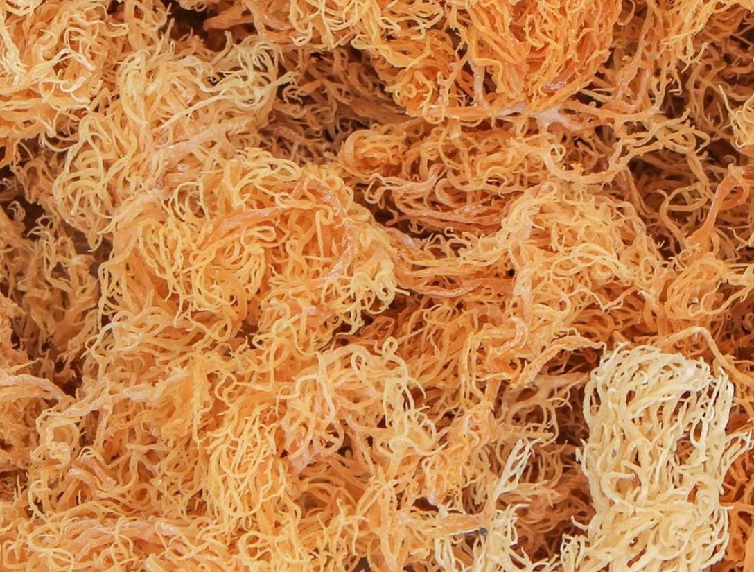 Dried Wildcrafted Jamaican Sea Moss Etsy UK