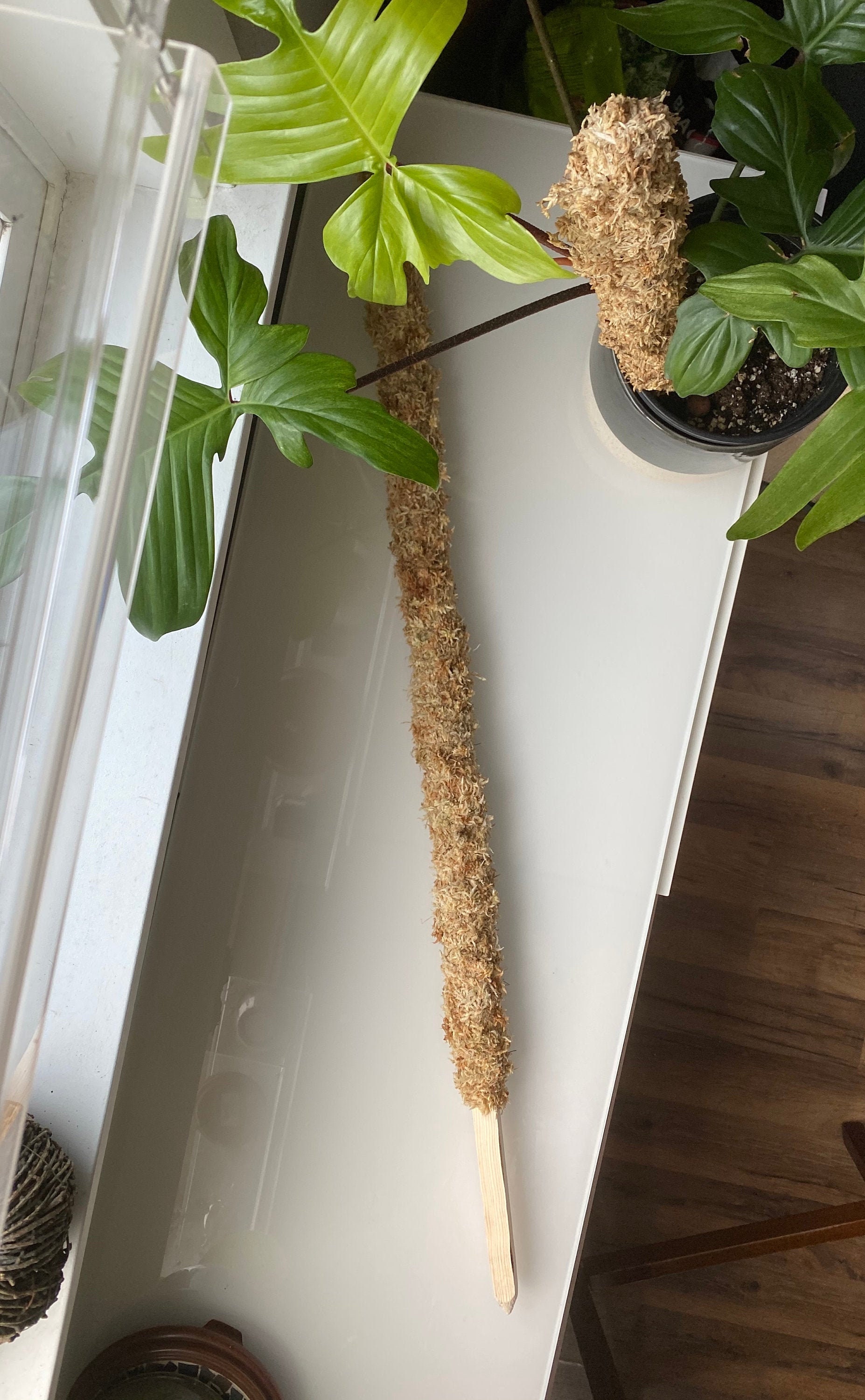 36 Sphagnum Moss Pole New Zealand Grade Moss Plant Etsy