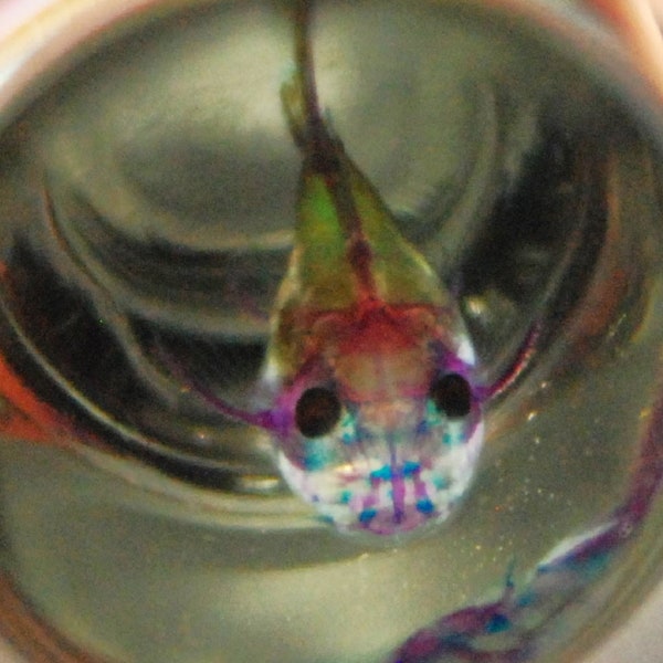 Pleco FISH diafonizado y ANCISTRUS no diafonizado, espécimen húmedo, diafonización FISHIES Classic Purple/Blue