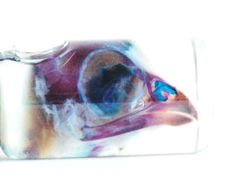 Diaphonized BIRD SKULL, wet specimen, diaphonization head, chicken,  Classic Purple/Blue