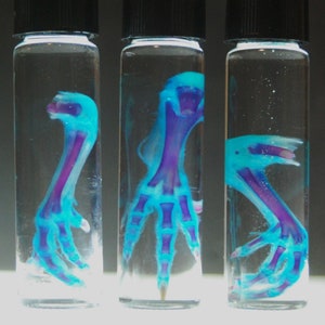 FETAL Diaphonized BIRDCLAW, wet specimen, diaphonization Classic Purple/Blue