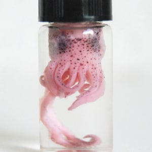 Real cute PINK cuttlefish in a jar, wet specimen, squid, tentacles, Cthulhu, cuddle. Mature wet content :)