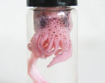 Real cute PINK cuttlefish in a jar, wet specimen, squid, tentacles, Cthulhu, cuddle. Mature wet content :)