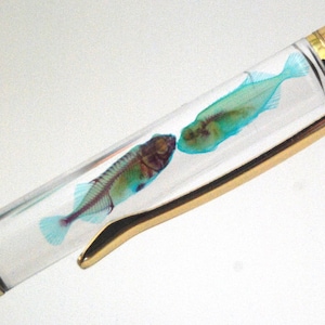 Diaphonised Fish Pen : Novelty pen with REAL diaphonized fishies. Wet specimen, curiosity, oddity, steampunk décor