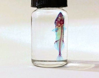 Small Diaphonized FISHY, wet specimen, diaphonization stickelback, oddity stocking stuffer  Classic Purple/Blue