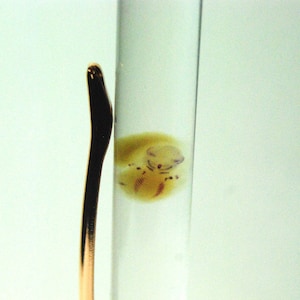 Real Embryo PEN-BEAN: Novelty pen with REAL diaphonized mouse fetus. Wet specimen, rat, mouse, rodent