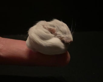 Taxidermie Kawaii recroquevillé sur un bébé souris XXS - Adorable compagnon endormi !