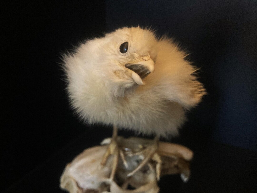 Mummified Rabbit Mummified Baby Chicken on Rabbit Skull: Pastel Goth Oddity Art - Etsy