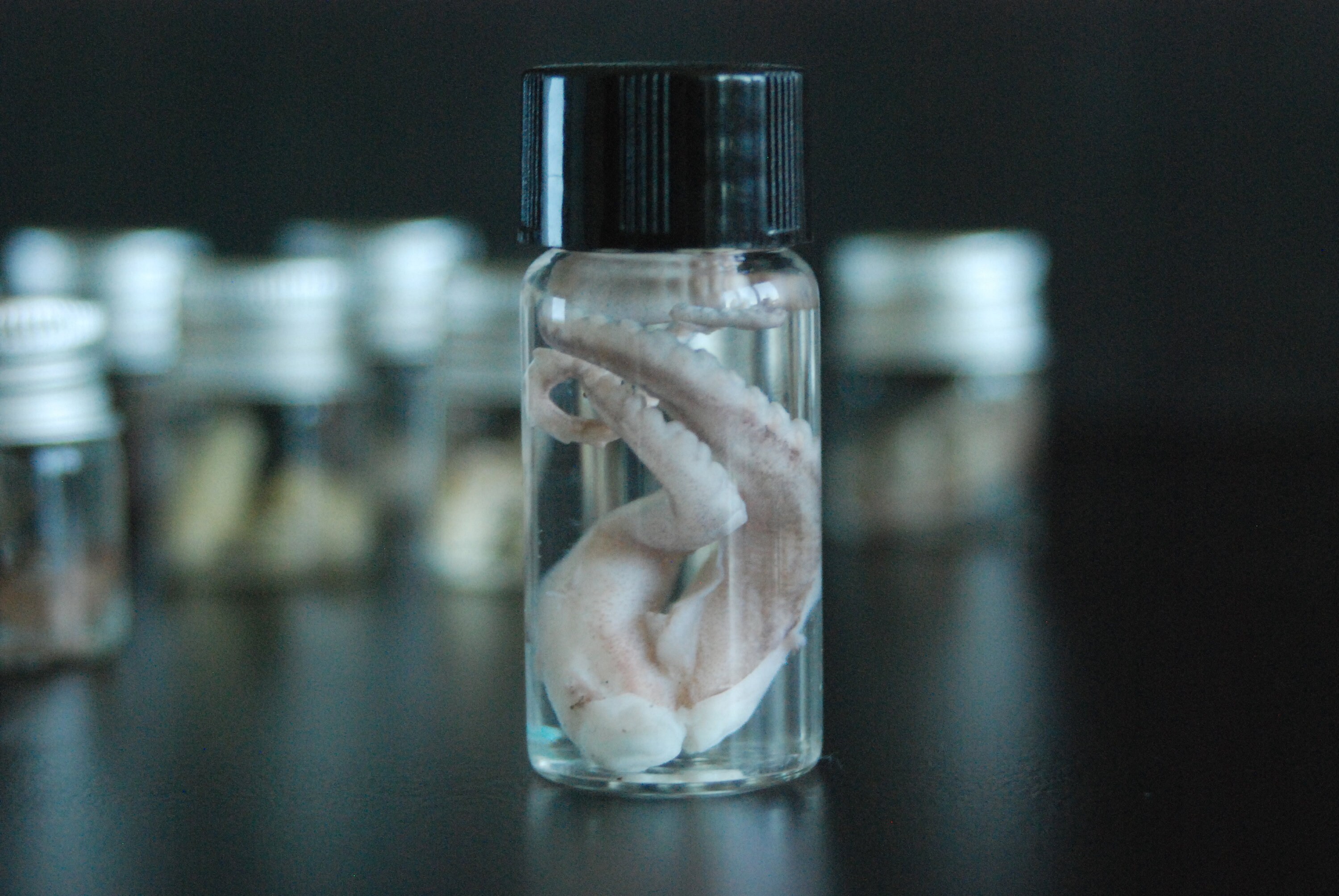 Taxidermy Wet Specimen Heart Lungs Kidneys Penis Uterus Etsy