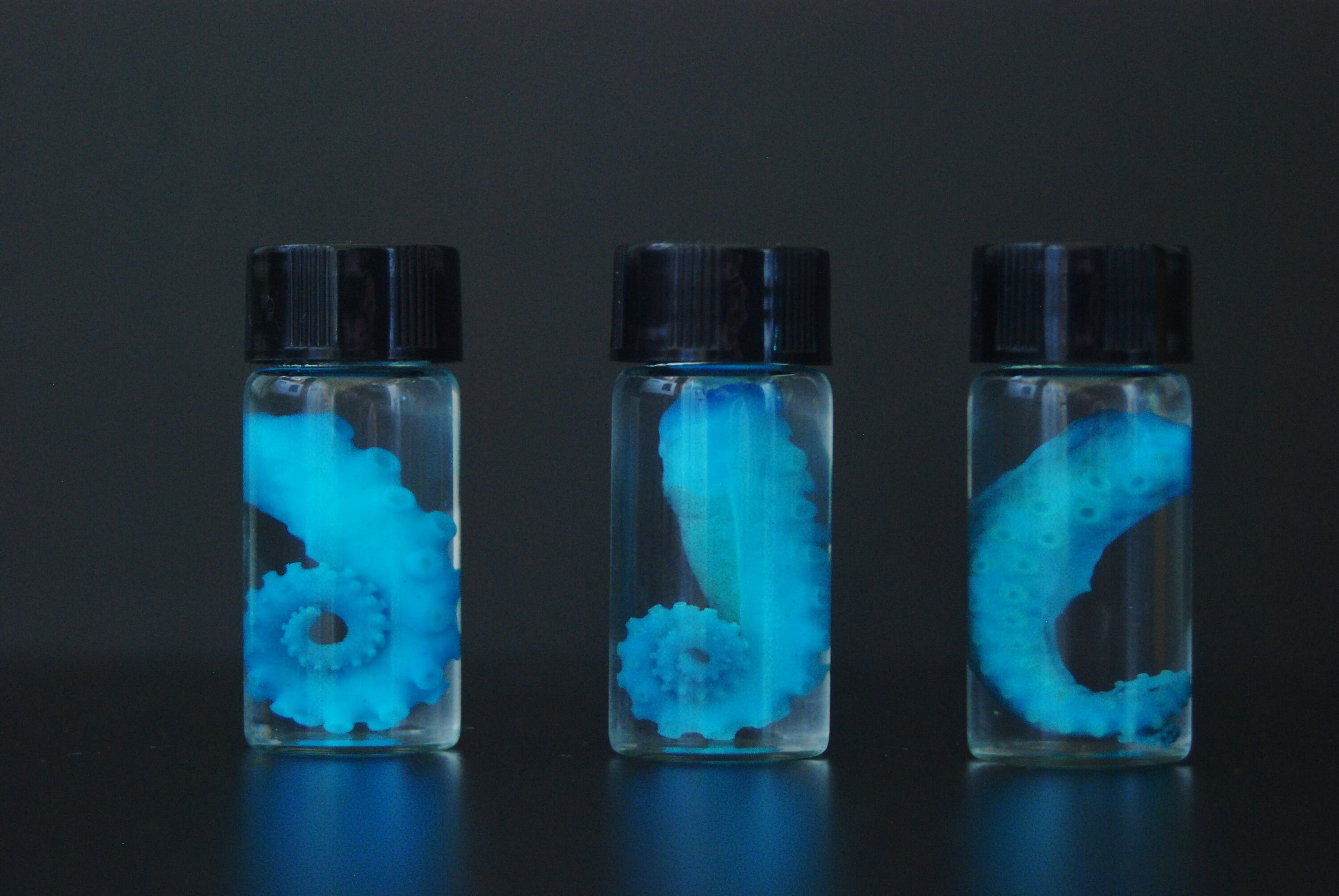 Blue OCTOPUS TENTACLE in a Jar Wet Specimen Diaphonization
