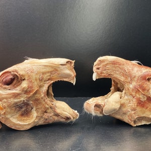 May include: Two cleaned animal skulls with open mouths, facing each other. The skulls are light brown and have visible teeth. The background is black.