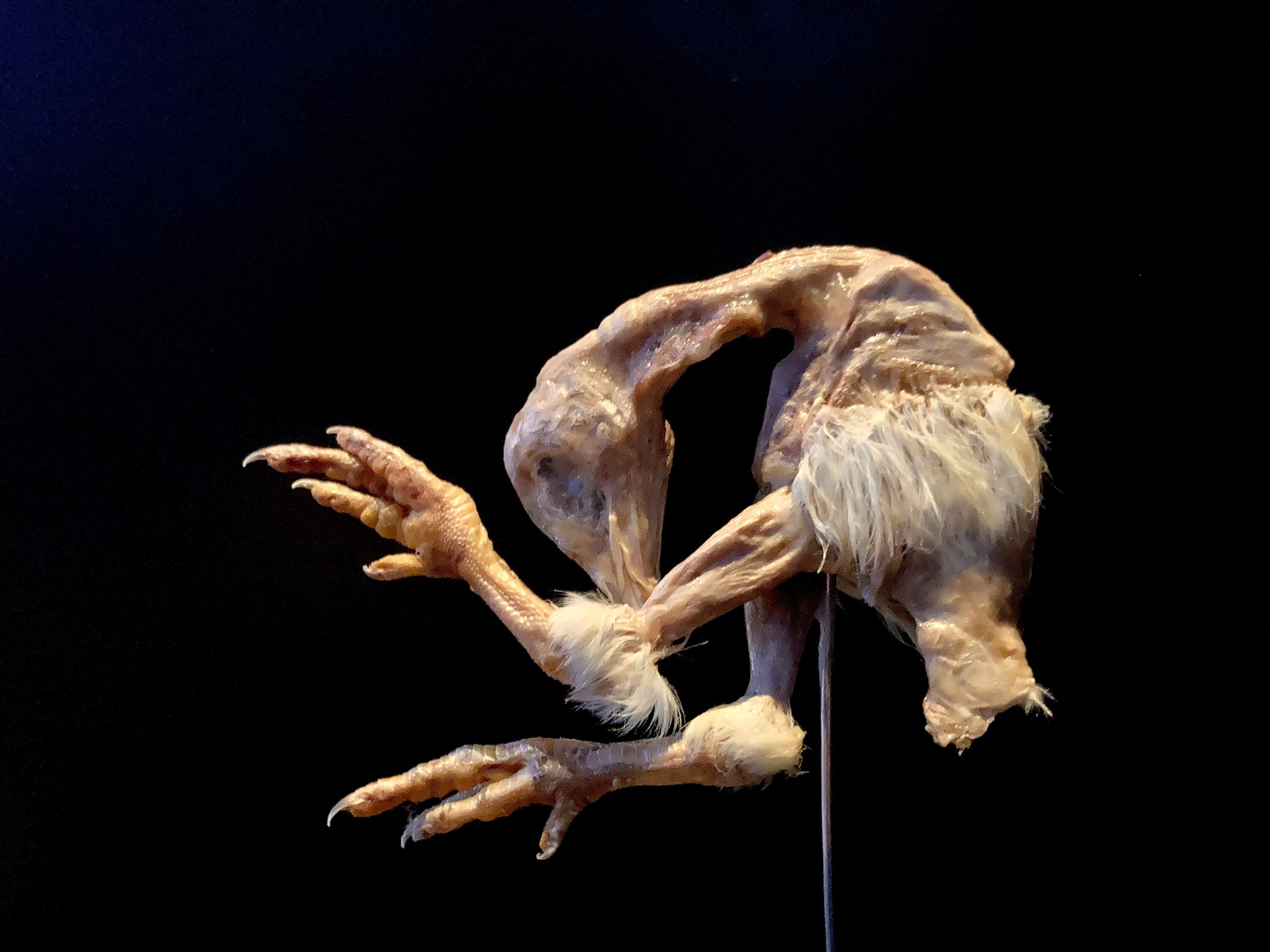 Minimalistic Mummified Baby Chicken Chick Display - Unique Taxidermy ...