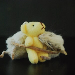 Creepy cute: Sleeping mouse with a Teddy Bear. Super cute mummified mount.
