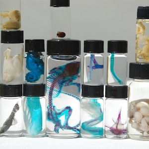 Mystery Oddity WET SPECIMEN Überraschungsbox - Animal Kingdom