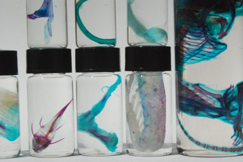 Mystery Oddity WET SPECIMEN Surprise Box Animal Kingdom Etsy