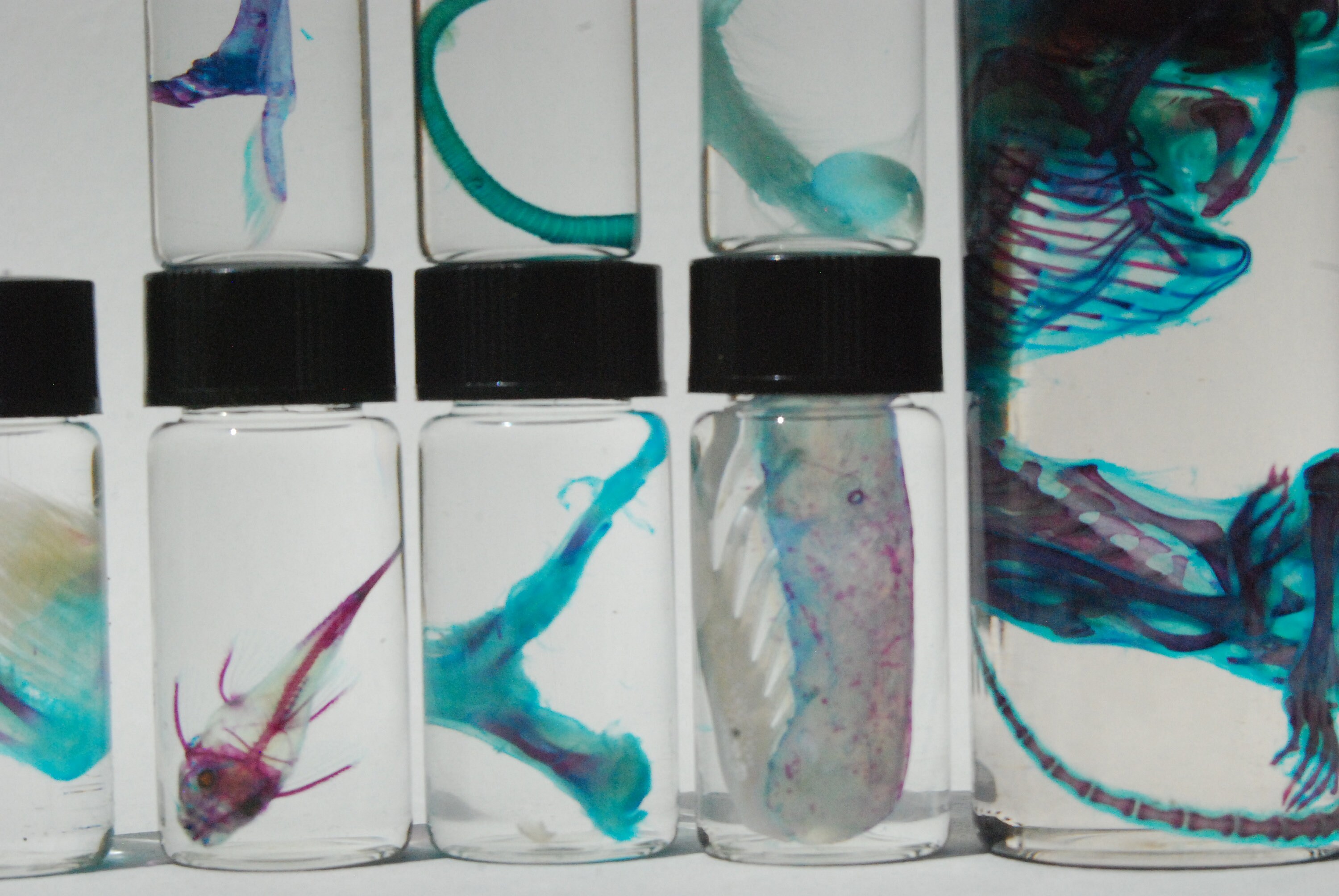 Maïs Kieming En Groei Proces Inged Specimen Real... - Vicedeal
