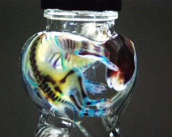 Könnte beinhalten: Eine durchsichtige Plastikflasche, die eine farbenfrohe, schillernde Meereskreatur mit einem Skelett enthält. Die Kreatur ist in einer klaren Flüssigkeit suspendiert.