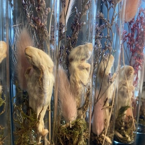 Mummified Baby Mouse Test Tube: Gothic Oddities Decor with Dried Flowers
