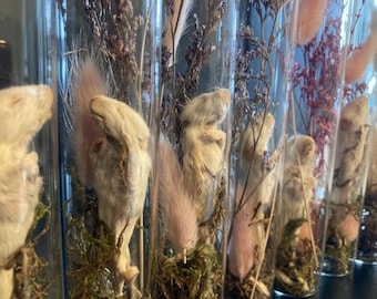 May include: Several glass tubes containing preserved small animals, moss, and dried flowers. The animals are light brown with fluffy tails. The flowers are pink and purple. The tubes are arranged in a row.