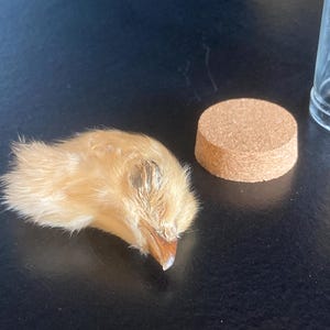 以下が含まれることがあります： 小さな、ふわふわの薄い茶色の鳥の足で、薄い茶色の爪が1つあります。足は暗い表面に、コルクの蓋の隣に置かれています。