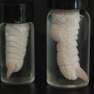 Real FINGER in a jar. Macabre, Weird stuff, toe feet claw bird wet specimen
