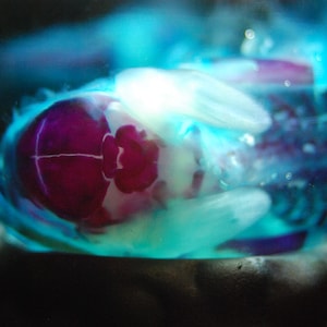 Op de afbeelding: Een close-up van een klein, doorschijnend, blauw en paars object dat is ingesloten in een heldere glazen bol. Het object heeft een witte kern en een roze, bijna magenta, buitenste laag.