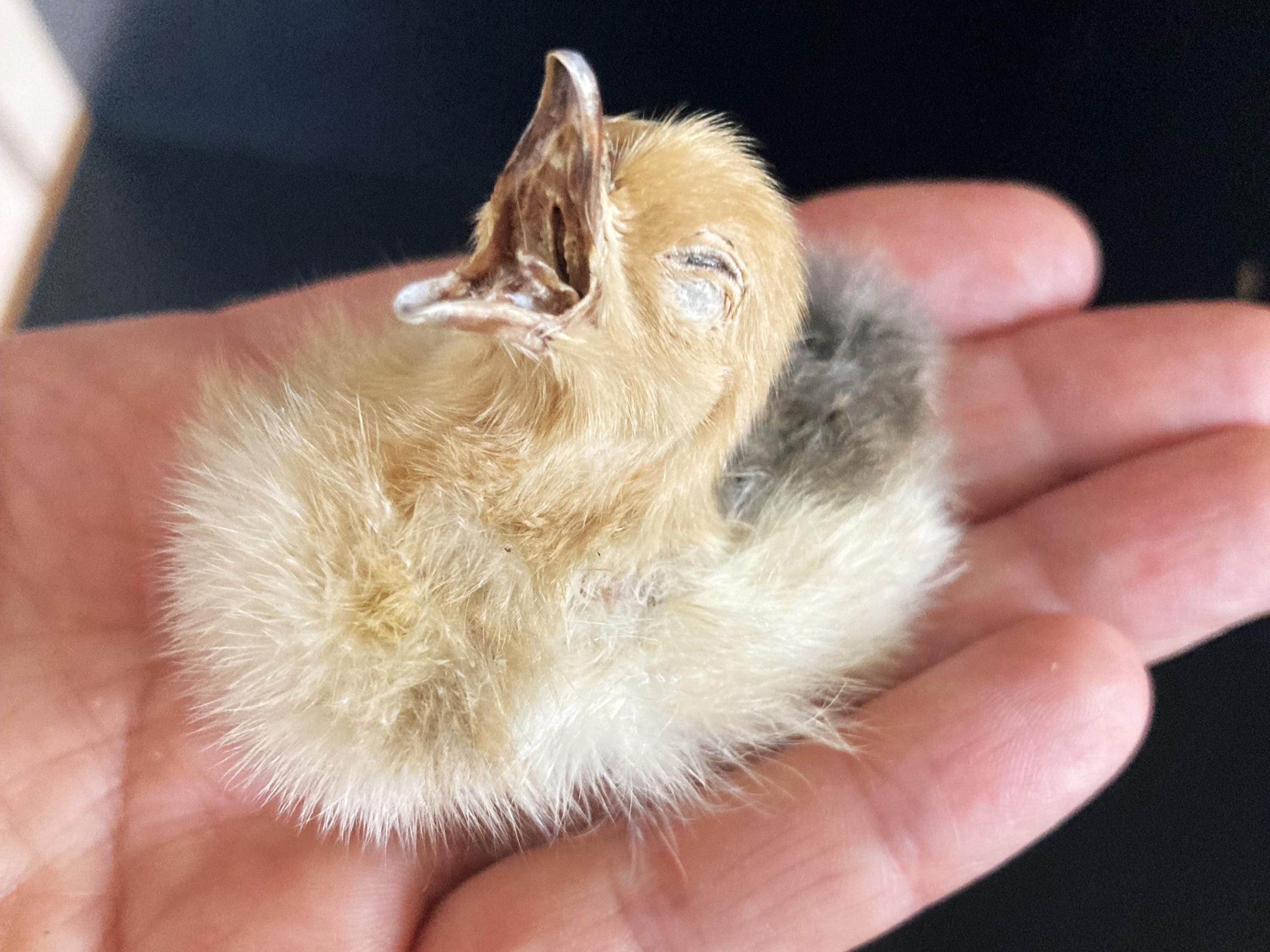 Hongerig kuiken, griezelig schattig babyvogeltje, geconserveerde kip met  open snavel op zoek naar een nest, vogelnest, gemummificeerd, niet gevuld  NEST NIET INBEGREPEN - Etsy België, image size:3000x2250