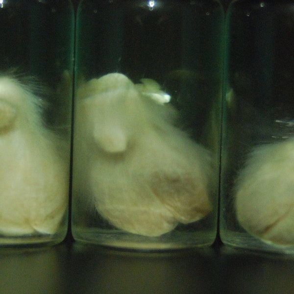 Real tiny ballsack with testicles and micropenis, wet specimen, mouse