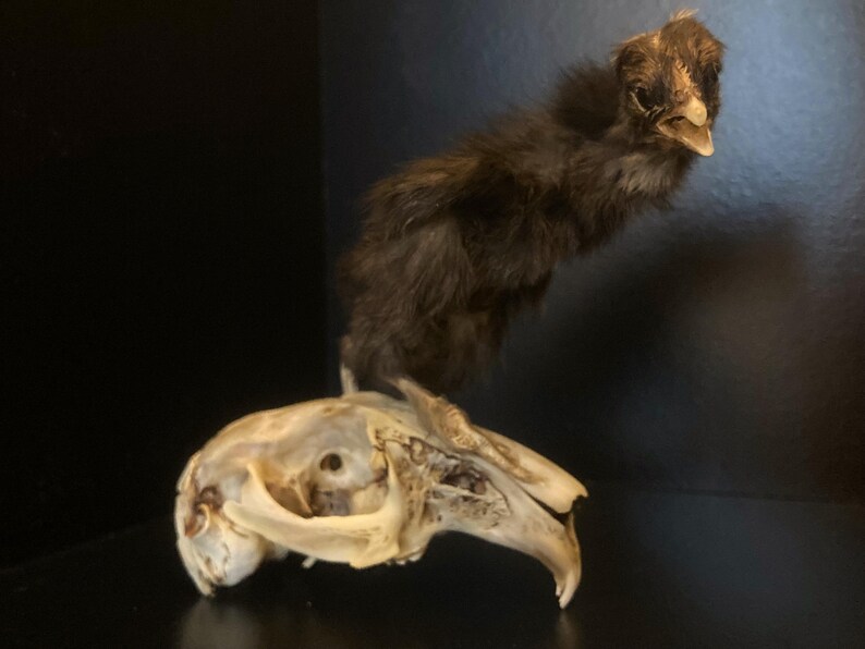 Mummified Rabbit Mummified Baby Chicken on Rabbit Skull: Pastel Goth Oddity Art - Etsy
