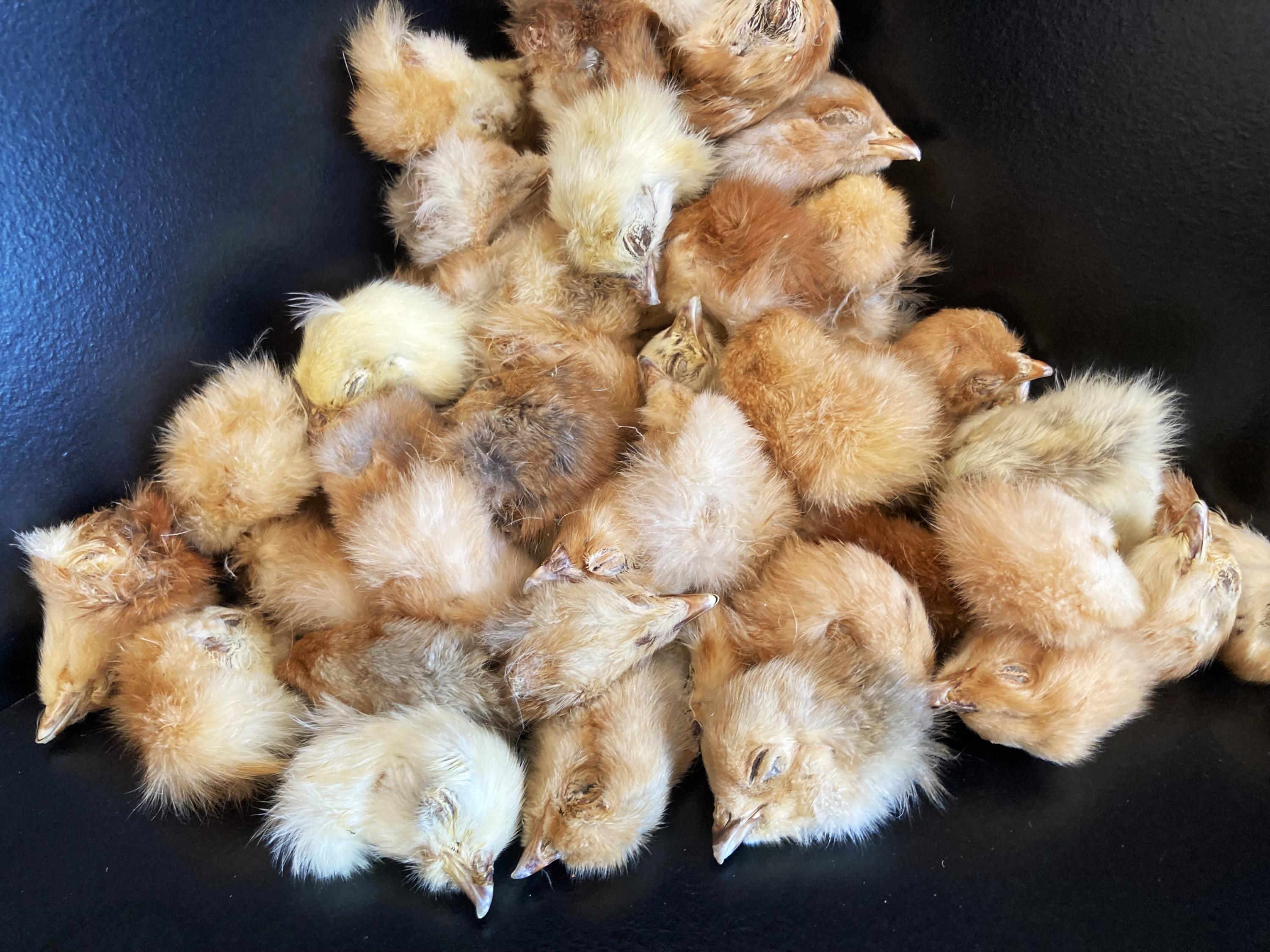 wholesale DIY chicken chick heads skulls mummified taxidermy