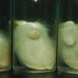 May include: Three glass jars filled with a white, opaque liquid. The liquid appears to be cloudy and has a slightly textured surface.