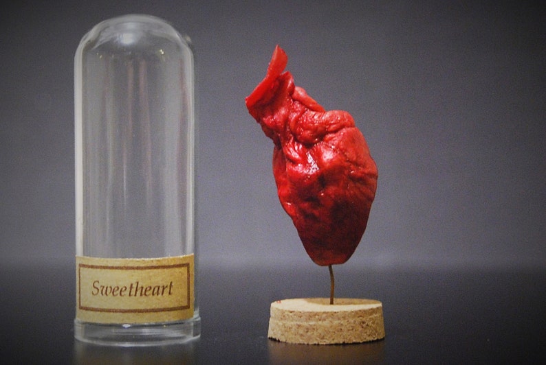 XL Herzen in einer Glasglocke / Kuppel / Cloche, Label, echtes präpariertes Herz, mumifiziert, Ente Bild 6