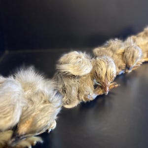 Mummified sleepy chick