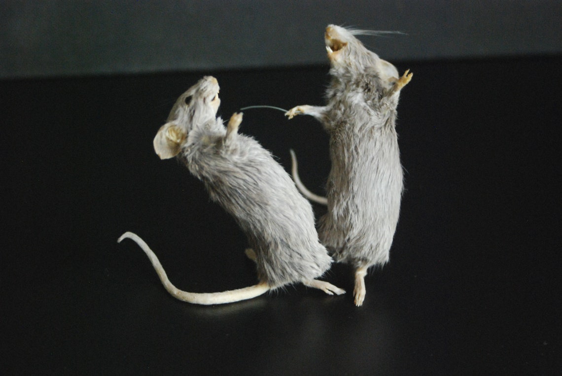 TWO Rock'n'Roll dancing mice. taxidermy mummification Etsy