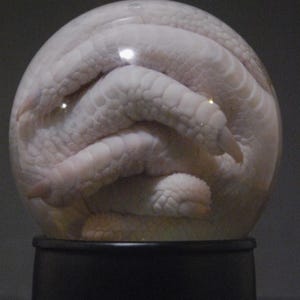 May include: A white, coiled snake preserved inside a clear, spherical glass orb. The snake's scales are visible, and the orb sits on a black base. The background is a dark gray.