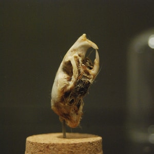 May include: Close-up of a small, white animal skull with teeth, mounted on a wooden base. The skull is tilted to the side, and the teeth are visible.