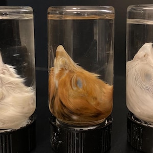 Puede incluir: Tres frascos de vidrio con cabezas de animales preservadas. Los frascos son transparentes y las cabezas son visibles. Las cabezas son de color blanco, marrón y marrón claro.