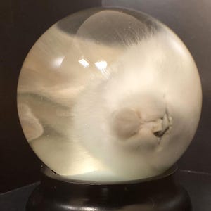 Peut inclure: Un chaton blanc et duveteux est enfermé dans un globe à neige en verre transparent avec une base en bois noir.